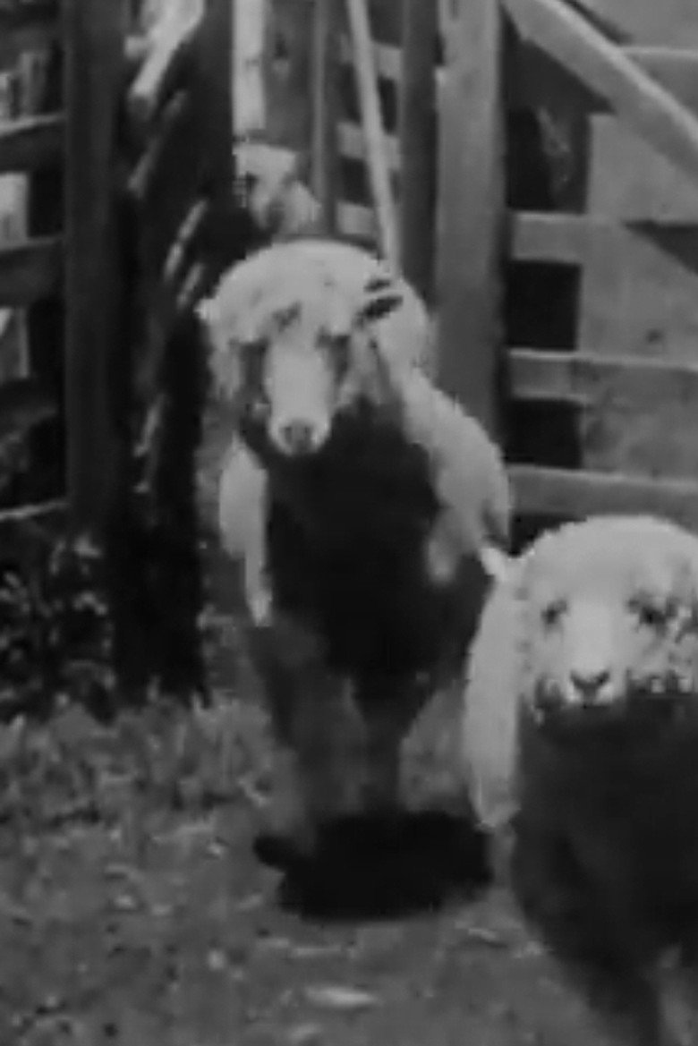 Filmposter: Sheep Coming Through Chute, Humuula Ranch, Hawaii